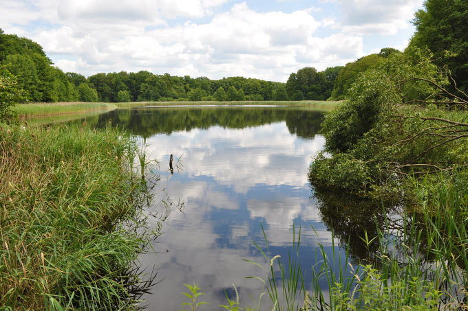 Die Gewässer im Naturschutzgebiet "Stockshof - Behlower Wiesen" bieten Fischotter und Rotbauchunke ein Zuhause. - Foto: Dorothea Renken