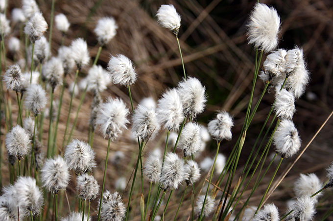 Wollgras und andere typische Moorpflanzen werden von den Wiedervernässungsmaßnahmen profitieren. - Foto: NABU/Eric Neuling