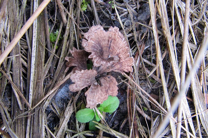 Der Nelkenförmige Warzenpilz ist nichts für Pilzsammler, denn er ist nicht nur stark gefährdet, sondern auch ungenießbar.  - Foto: Sandra Stahmann