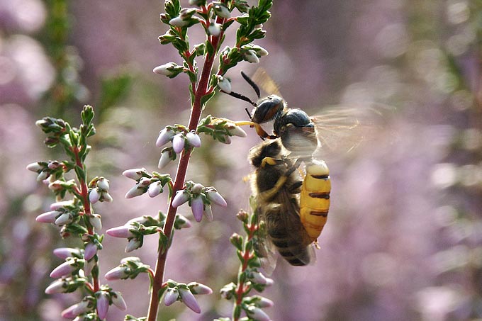 Bienenwolf mit erbeuteter Honigbiene - Foto: Dirk Donner