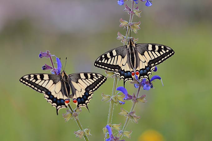 Zwei Schmetterlinge sitzen auf violettblühendem Wiesen-Salbei