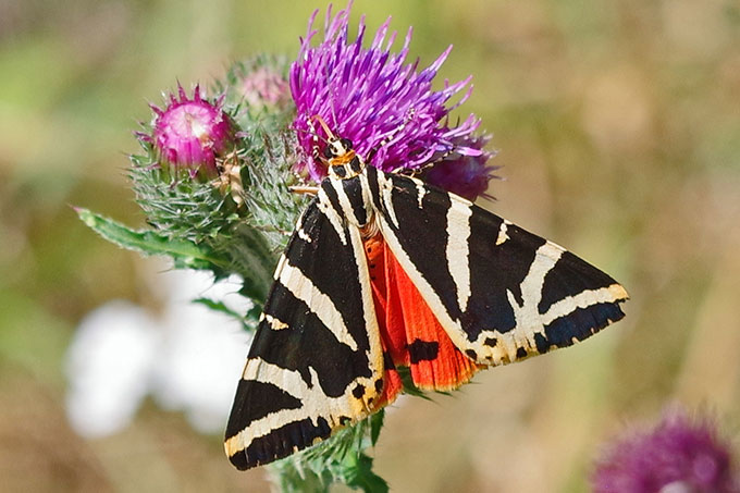Schmetterlinge wie die Spanische Flagge fliegen im Sommer über die Wiesen in Rothenstein. - Foto: Werner Knoth/www.naturgucker.de