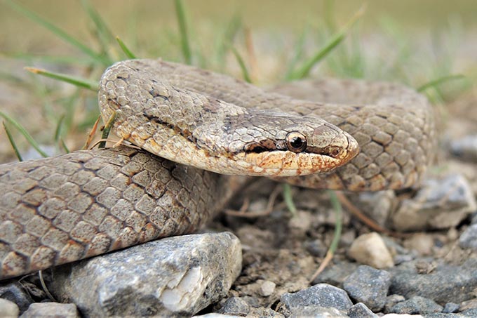 Zwölf Hektar für Reptilien in Thüringen gesichert