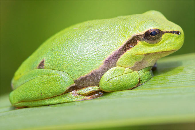 Laubfrosch - Foto: Frank Derer