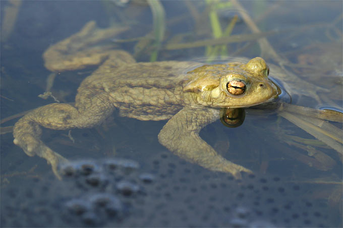 Die Erdkröte und viele andere Amphibien nutzen den Dreifelder Weiher zum Laichen. - Foto: Frank Derer