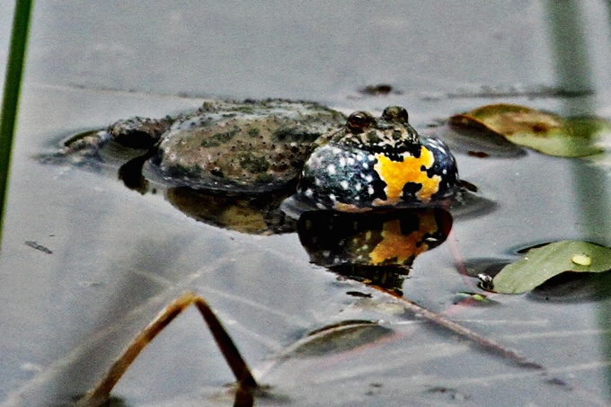 Unke an Wasseroberfläche schwimmend