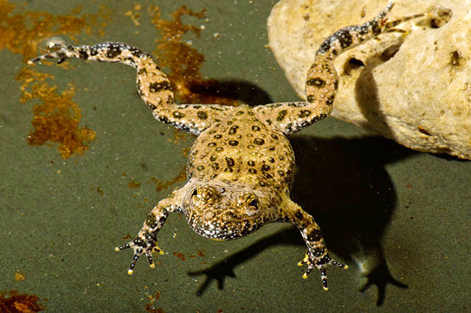 ...Davon profitieren auch gefährdete Amphibien wie die Gelbbauchunke. Sie nutzen die durch Biberdämme angestauten Bereiche als Laichgewässer. (Foto: Gerold Vitzthum)
