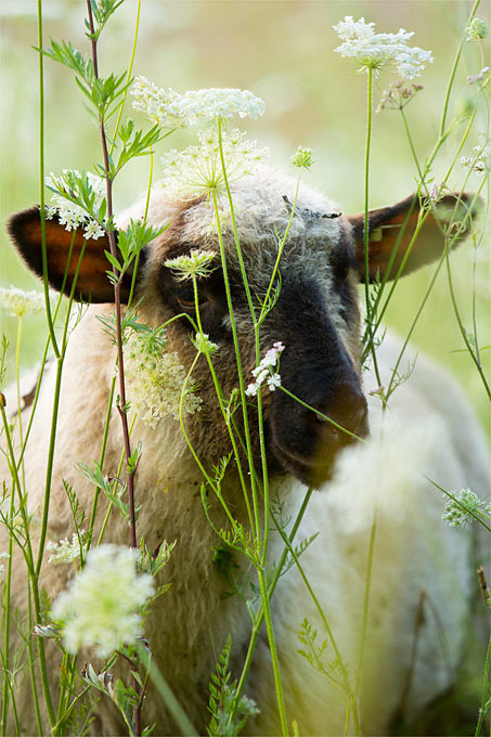 Schaf im Piepergrund - Foto: Klemens Karkow