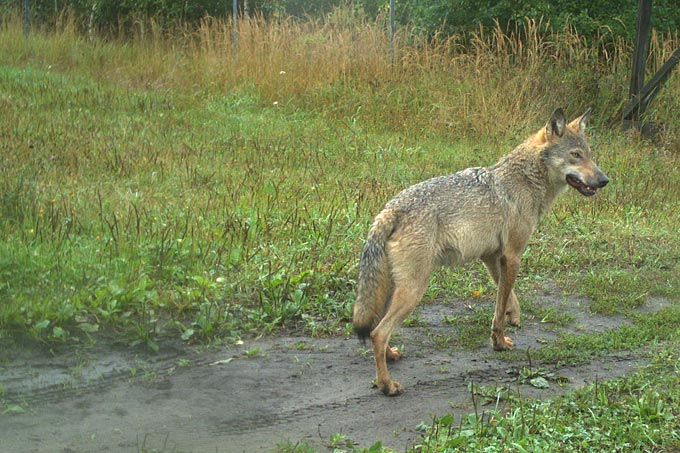 Wolf in Grünhaus