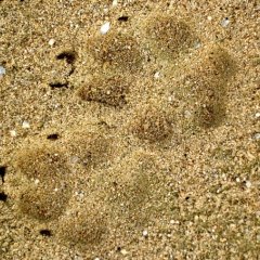 Wolfsspuren im Sand - Foto: Markus Bathen
