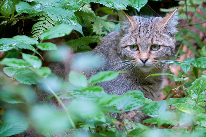Die Wildkatze findet in den unberührten Wäldern des Vogelsberg ideale Rückzugsorte. - Foto: Christoph Bosch