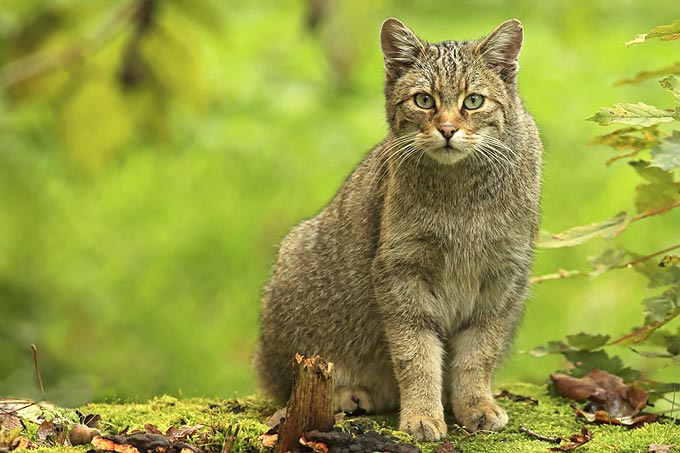 Die scheue Wildkatze bevorzugt strukturreiche Wälder mit viel Totholz, in denen sie sich gut verstecken kann. - Foto: Blickwinkel/S. Meyers