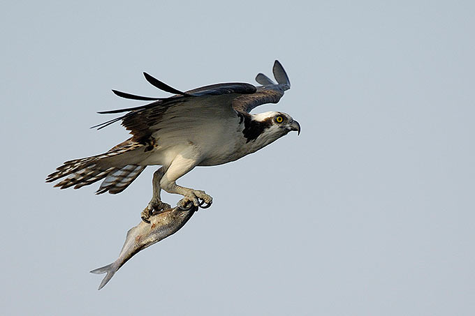 Fischadler mit Beute - Foto: Tom Dove