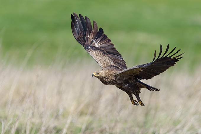 Retten Sie Nahrungswiesen für Adler und Storch!