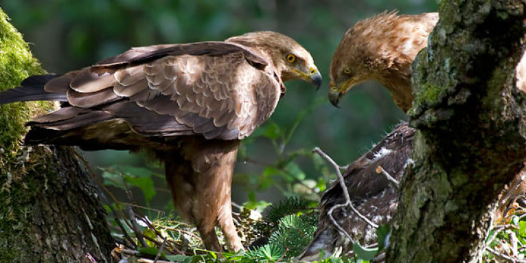 Schreiadlerpaar am Nest - Foto: NABU/Thomas Krumenacker