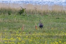 Ein Kranich-Elterntier wandert mit zwei Kücken über die Wiese entlang eines Gewässers - Foto: Dirk Donner