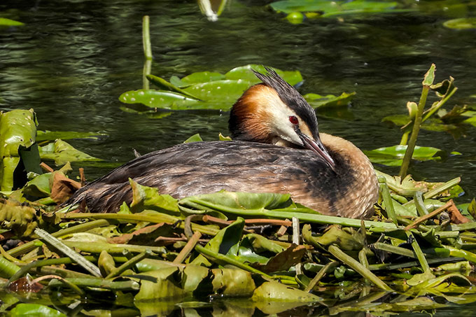 Haubentaucher verankern ihr Nest schwimmend an Wasserpflanzen. - Foto: Kathy Büscher