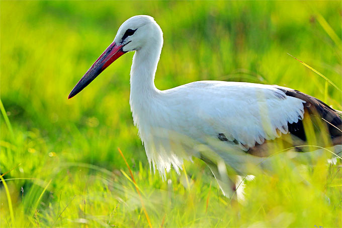 Weißstorch - Foto: Jürgen Podgorski/www.naturgucker.de