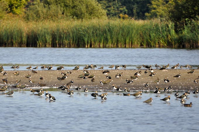 Nach dem Abfischen im Herbst finden rastende Vögel wie der Kiebitz ausreichend Nahrung auf den Schlammflächen im Teichgebiet. - Foto: Felix Grützmacher