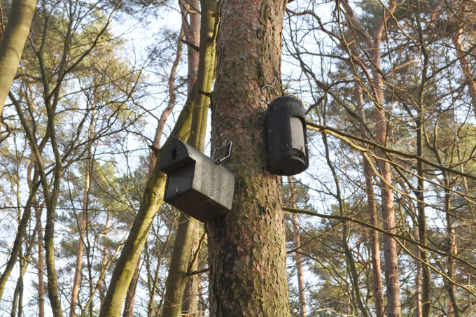 Verschiedene Modelle an Fledermauskästen wurden im Naturparadies Tiergarten installiert, um unterschiedliche Fledermausarten einen neuen Wohnraum zu bieten. - Foto: Felix Grützmacher