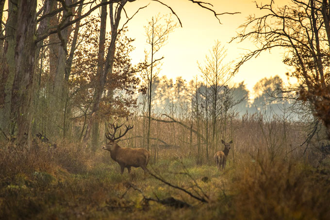 Die Natur braucht große Wildnisgebiete wie den Anklamer Stadtbruch in Mecklenburg-Vorpommern. - Foto: Stefan Schwill