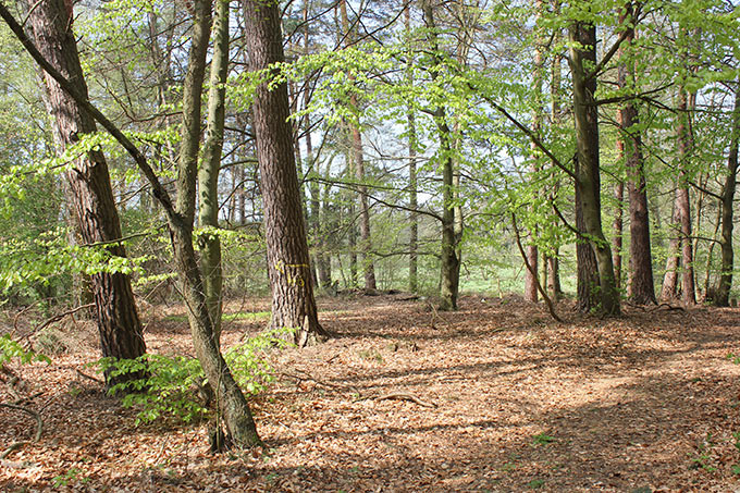 Naturwald am Wittwesee im Stechlinseegebiet - Foto: Christiane Winkler