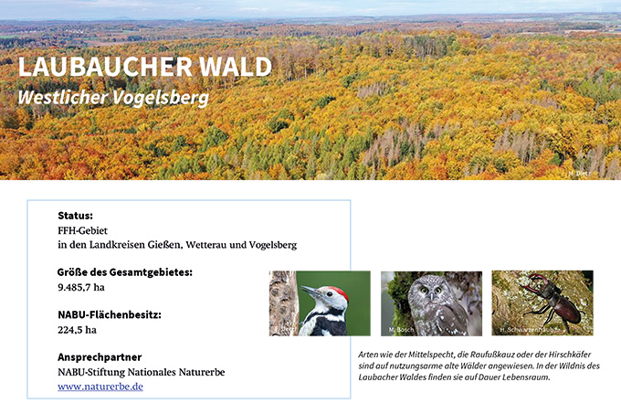 Steckbrief Laubacher Wald