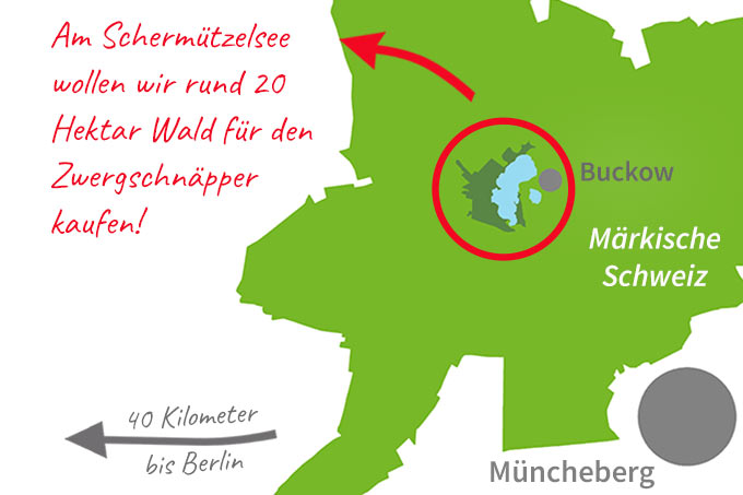 In der Märkischen Schweiz wollen wir rund 20 Hektar Wald für den Zwergschnäpper kaufen!