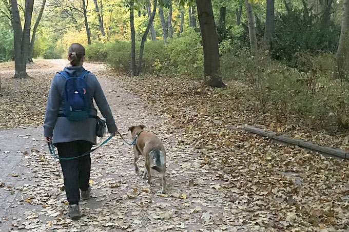 In Naturschutzgebieten müssen Hunde an der Leine laufen, um gefährdete Vogelarten nicht zu stören. - Foto: Liane Manthey