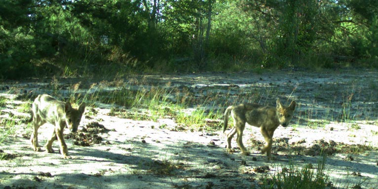 Wolfswelpen im Naturparadies Grünhaus - Foto: LfU/ Constanze Eiser