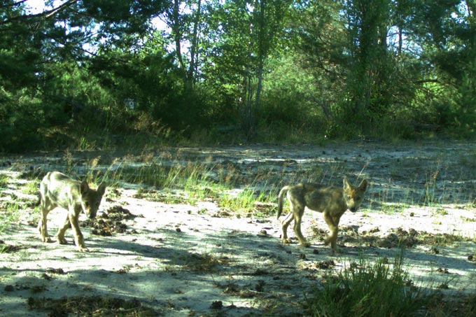 Diese zehn Wochen alten Wolfswelpen lösten im Sommer 2016 eine Fotofalle im Naturparadies Grünhaus aus. - Foto: LfU/ Constanze Eiser