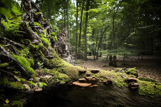 Im Naturschutzgebiet Davert im Münsterland - Foto: Wilfried Gerharz