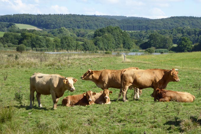 Die NABU-Flächen im Sangweiher werden von Rindern beweidet. - Foto: Gerd Ostermann