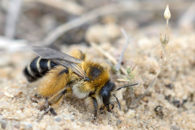Die Hosenbiene legt ihre Nester in Sandböden an und besiedelt gerne auch Böschungen. - Foto: Gabriele Wolf