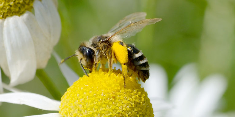 Eine naturschonende Landwirtschaft ist gut für Insekten wie Wildbienen. Foto: Frank Gottwald