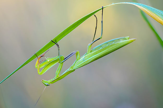 Ein Exemplar des großen Insektes sitzt kopfüber an einem grünen Halm.