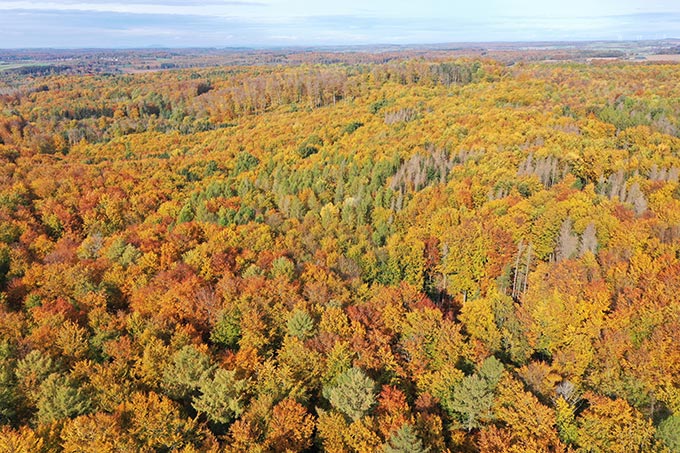 Im hessischen Bergland entstand 2020 mit Hilfe der NABU-Stiftung eine über 1.000 Hektar große Waldwildnis bei Laubach. - Foto: Markus Dietz