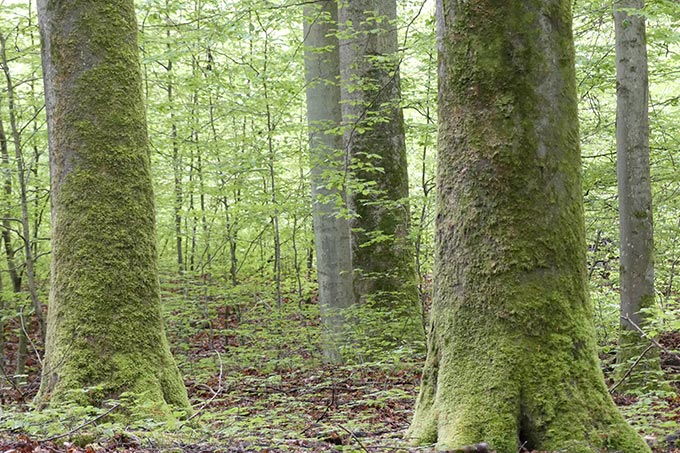 Ein Großteil der Laubbäume im Laubacher Wald sind älter als 120 Jahre.  - Foto: Markus Dietz