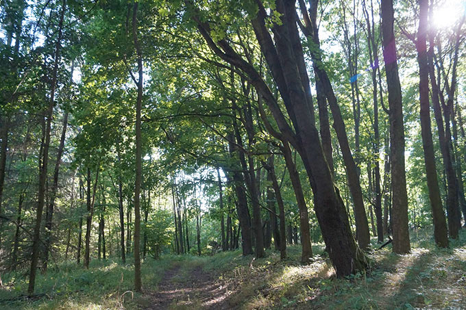 In Stiftungsobhut bleibt der zehn Hektar große Wald bei Mittelherwigsdorf für die Natur erhalten.  - Foto: Dieter Zarth