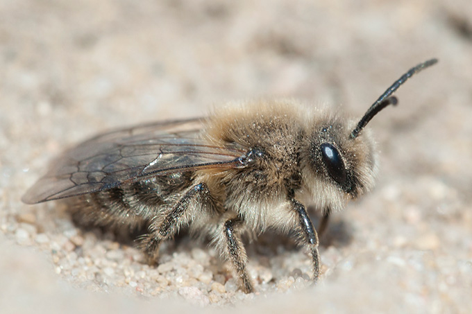 Wildbienen wie die Frühlings-Seidenbiene nutzen die offenen Sandflächen in Grünhaus zum Nisten. - Foto: Gabriele Wolf