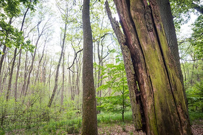 Naturnahe Wälder dürfen sich in Stiftungsobhut ungestört entwickeln. - Foto: NABU-Stiftung/Sebastian Hennigs