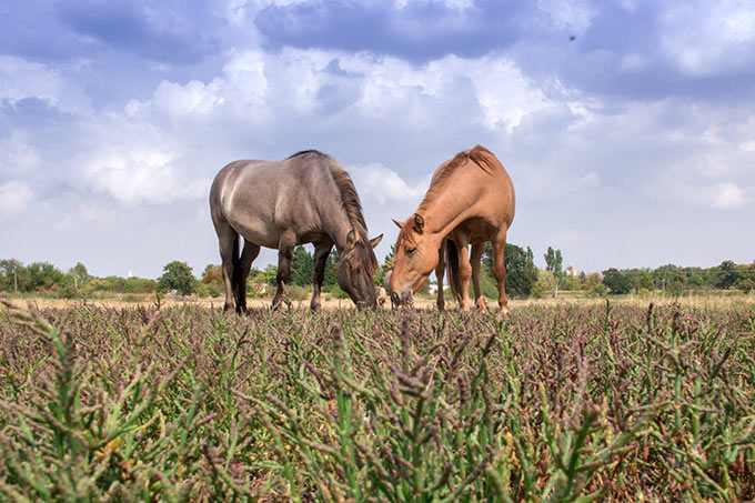 Konik-Pferde weiden auf den Salzwiesen bei Hecklingen, damit der Queller und andere seltene Pflanzen hier wieder wachsen können. - Foto: Primigenius/Christiane Hönicke
