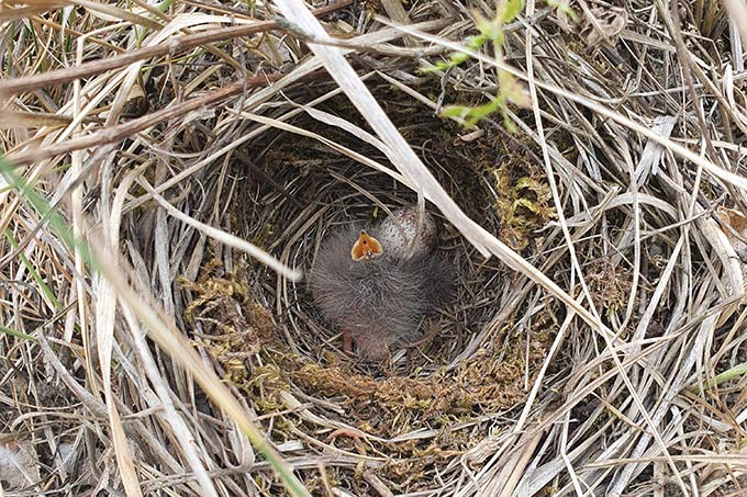 Das Nest legt die Heidelerche gut versteckt am Boden unter trockener Vegetation an. - Foto: Stefan Röhrscheid