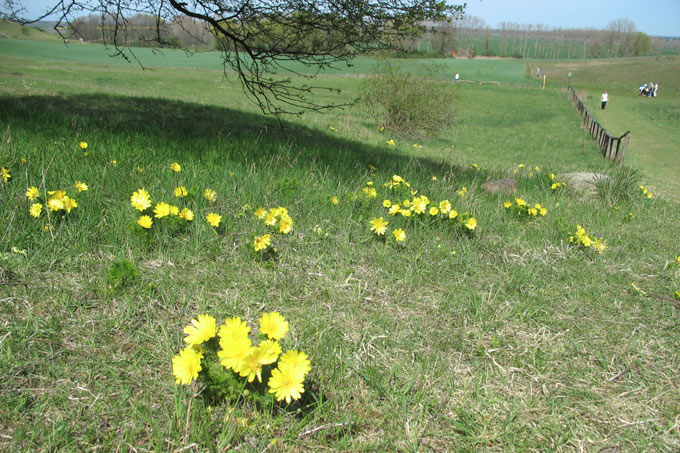 Frühlings-Adonisröschen an den Oderhängen Mallnow - Foto: Frauke Hennek