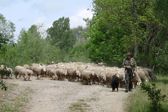 Der Schäfer unterwegs mit seiner Herde am Südhang Ettersberg - Foto: Frauke Hennek
