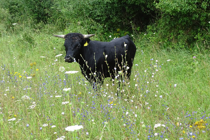 Ein kleines schwarzes Rind steht auf einer bunten Blumenwiese.