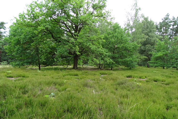 Ehemalige Waldweide im Hirschackerwald - Foto: Frauke Hennek