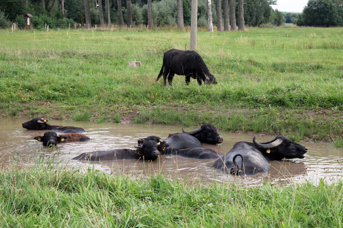 Die NABU-Stiftung lässt Wasserbüffel in der Pleißeaue weiden, um nahrungsreiche Wiesen für Weißstorch und Co. zu schaffen. - Foto: Thomas Fanghänel