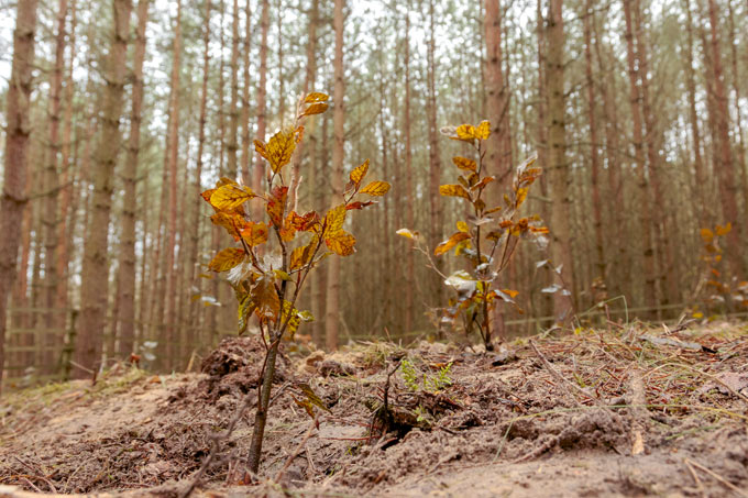 Mit Pflanzungen von jungen Laubbäumen in Nadelwaldbeständen fördern wir die Entwicklung von Naturwäldern. - Foto: Andreas Krone