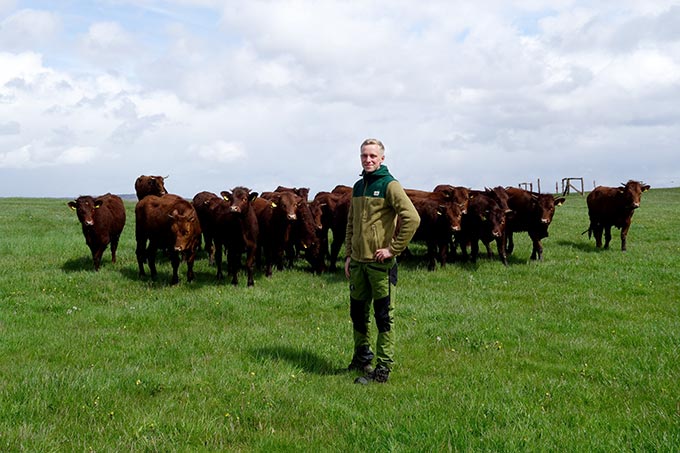 Junglandwirt Martin Kuhlmann mit seiner Rinderherde auf dem Spreiberg - Foto: Inés Noll